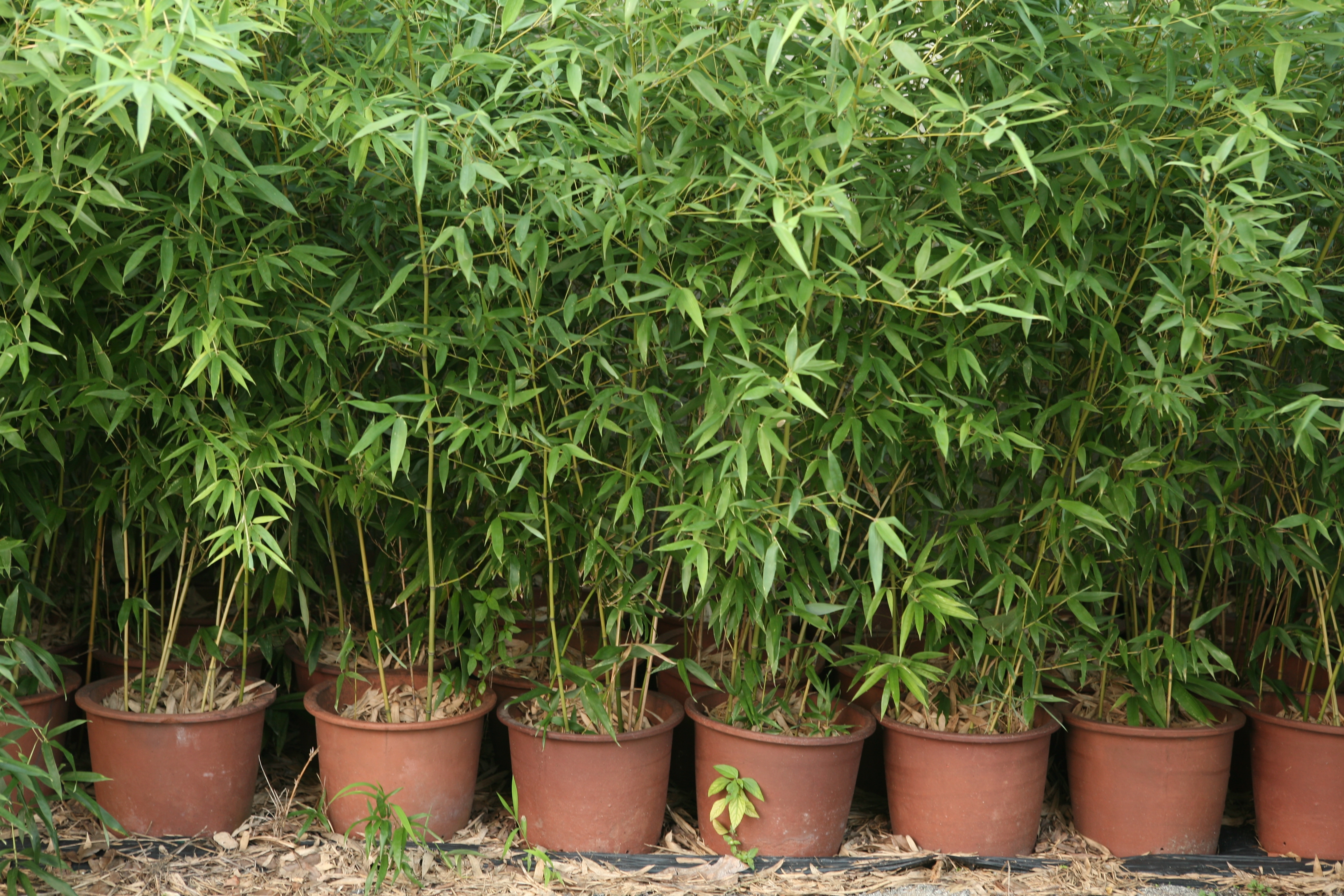 Bamboo Plants